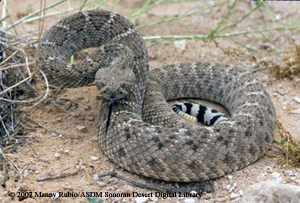 Western Diamondback Rattlesnake - Alchetron, The Free Social Encyclopedia